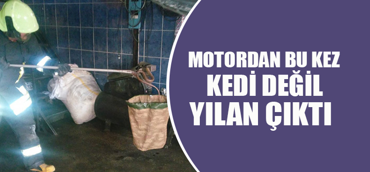 ARACIN MOTOR BÖLÜMÜNDEKİ YILANI SON ANDA FARK ETTİ