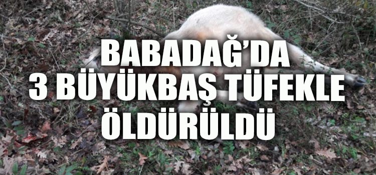 BABADAĞ’DA 3 BÜYÜKBAŞ HAYVAN VURULARAK ÖLDÜRÜLDÜ