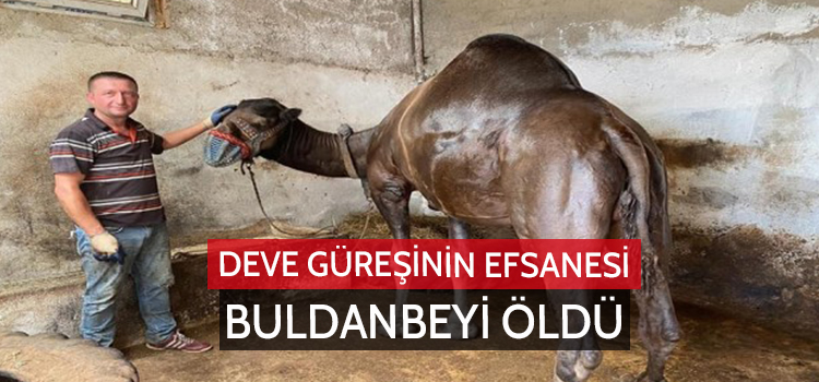 DEVE GÜREŞİNİN EFSANE İSMİ BULDANBEYİ ÖLDÜ