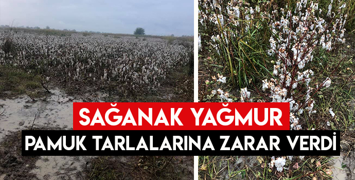 SAĞANAK YAĞIŞ ve DOLU PAMUK TARLALARINA ZARAR VERDİ