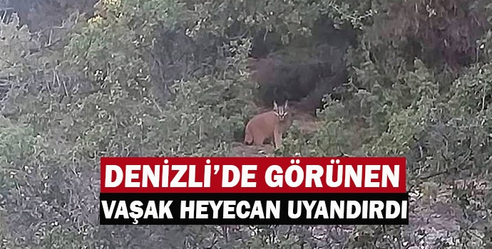 Denizli’de Nesli Tükenmekte Olan Vaşak Görününce Heyecan Uyandırdı