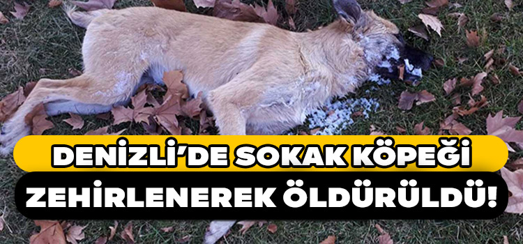 Denizli’de Vahşet! Sokak Köpeğini Zehirlediler!