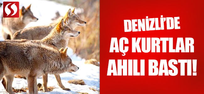 Denizli’de Aç Kurtlar Ahılı Bastı!