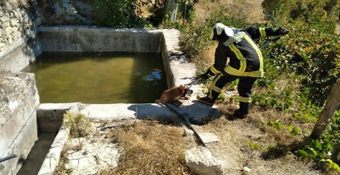 Havuza düşen köpeği itfaiye kurtardı!