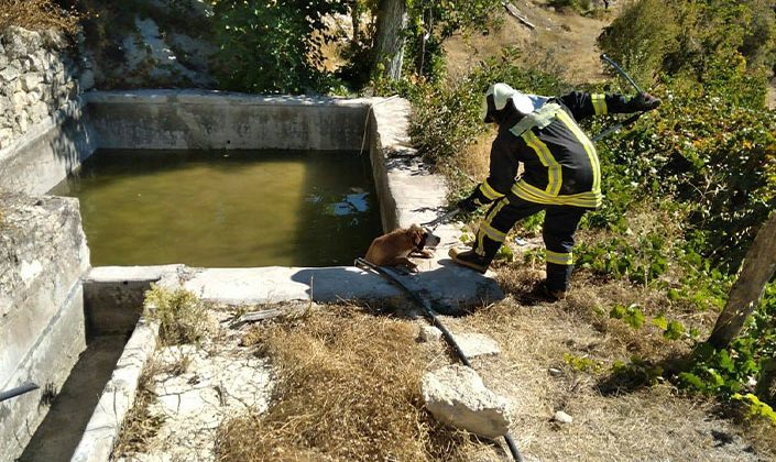 Havuza düşen köpeği itfaiye kurtardı!