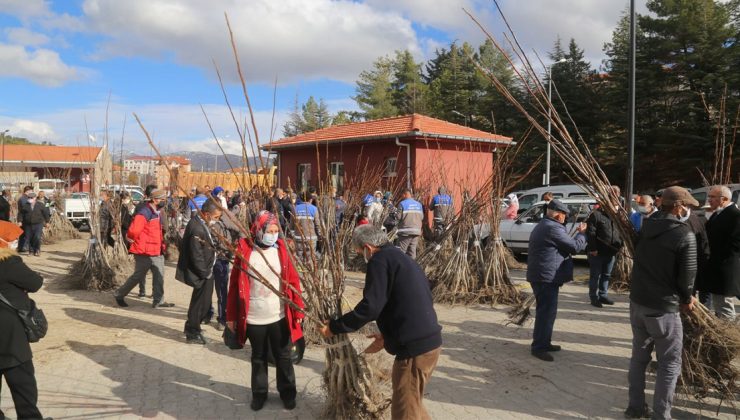 Denizli’de ücretsiz ceviz fidanları çiftçilere dağıtıldı!