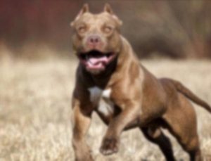 Pitbull dehşeti Denizli’de! 13 yaşındaki çocuk canını zor kurtardı