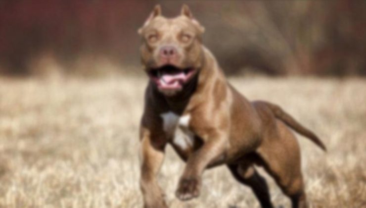 Pitbull dehşeti Denizli’de! 13 yaşındaki çocuk canını zor kurtardı