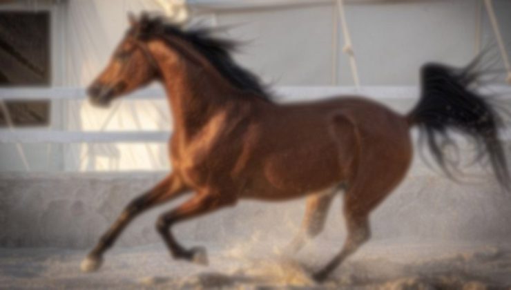 Yol kenarında acı tablo çizildi. Ölen yavrusunu kimseye dokundurmadı