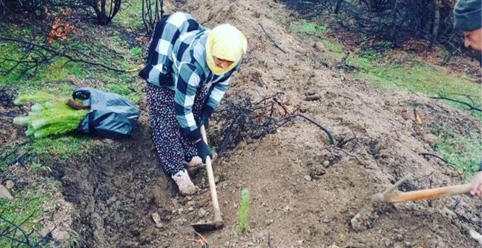 Orman yangınlarında zarar gören alanlar yeniden yeşillendiriliyor!