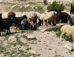 Çiçek hastalığına yakalanan hayvanlardan sonra ilçede hayvan pazarı kapatıldı!