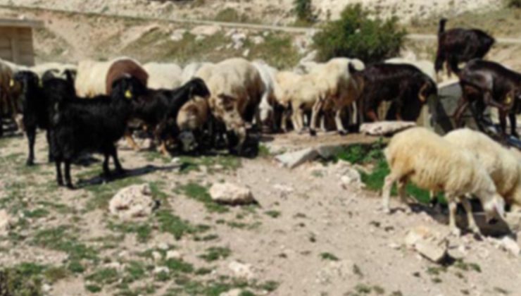 Çiçek hastalığına yakalanan hayvanlardan sonra ilçede hayvan pazarı kapatıldı!