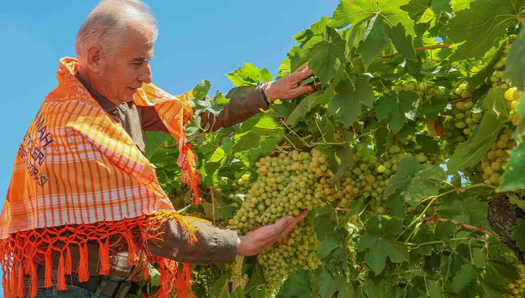 Büyükşehir’in örnek projesi Tarla Günü ile kutlandı!