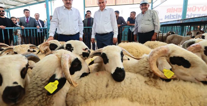 Damızlık koç ve teke destek projesi tamamlandı!