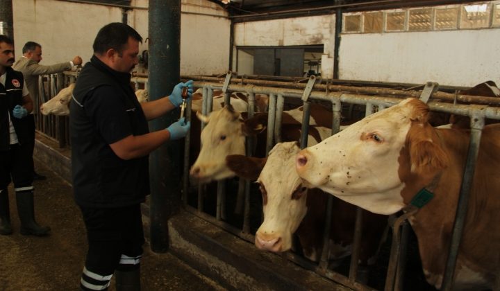 Önce pazarlar, şimdi de meralar kapatıldı! Denizli’de şap hastalığı tehdidi devam ediyor!