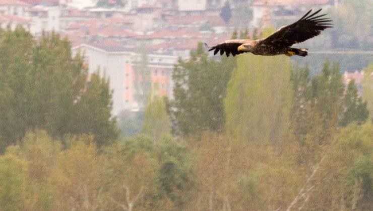 Ak Kuyruklu Kartal Denizli’de Görüntülendi!