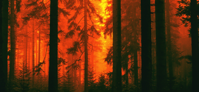 Yükselen alevler korkuttu, Denizli’de orman yangını!
