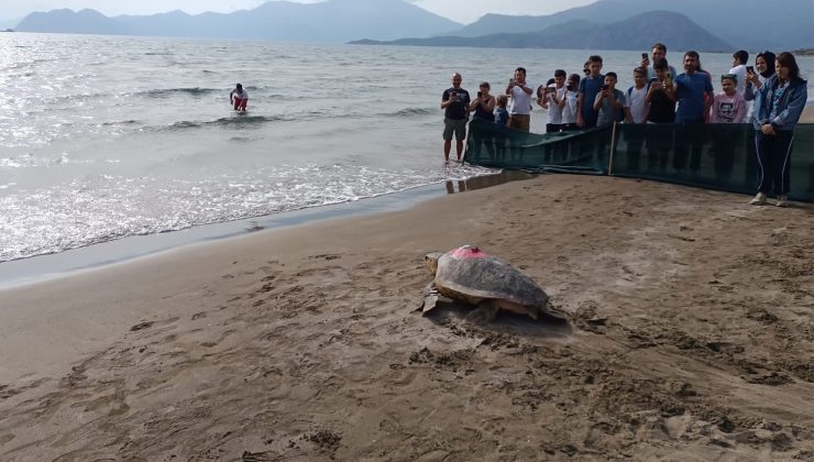 Güneş Panelli İlk Cihaz ‘Türkiye 100’ İsimli Deniz Kaplumbağasına Takıldı