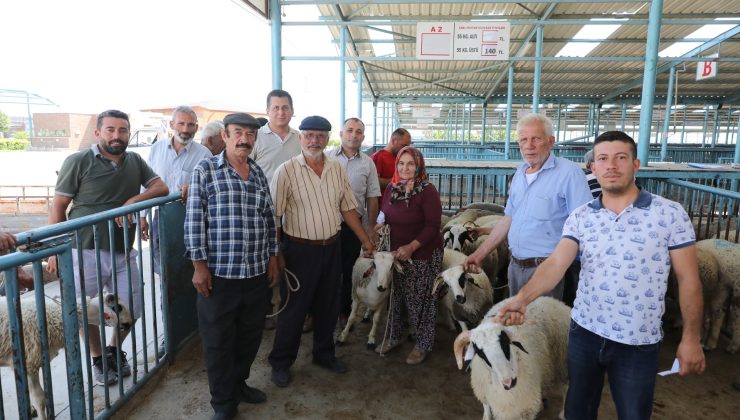 Büyükşehir damızlık koç ve teke dağıtımı sürüyor