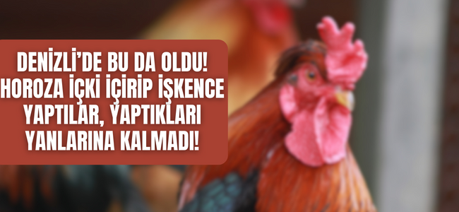 Denizli’de bu da oldu! Horoz’a yapılan işkence duyanlara pes dedirtti!