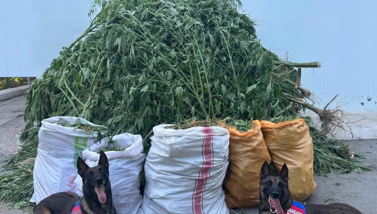 Denizli’de zehir tacircilerine rahat uyku yok, narkotik köpeklerininde görev aldığı operasyonda 943 kök kenevir ele geçirildi!
