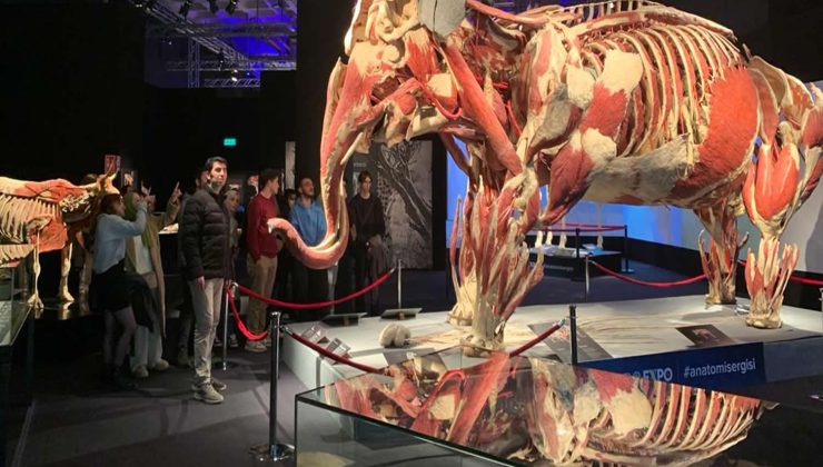 Acıpayam MYO Öğrencileri, “Body Worlds: Gerçek Hayvanların Anatomi Sergisi”ni Gezdi